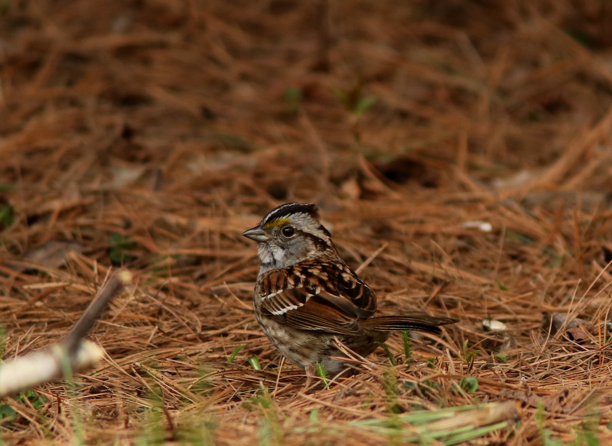 White-throated Sparrow - ML618769471