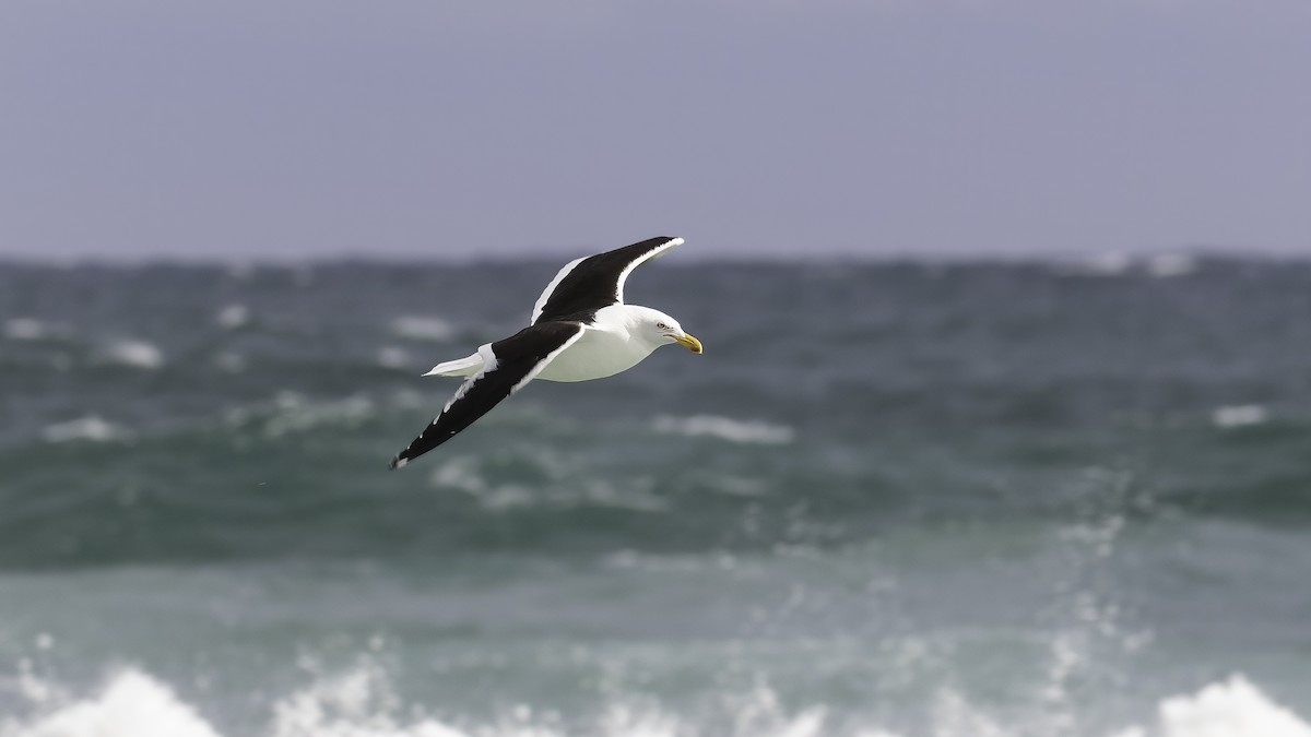 Kelp Gull (dominicanus) - ML618769474