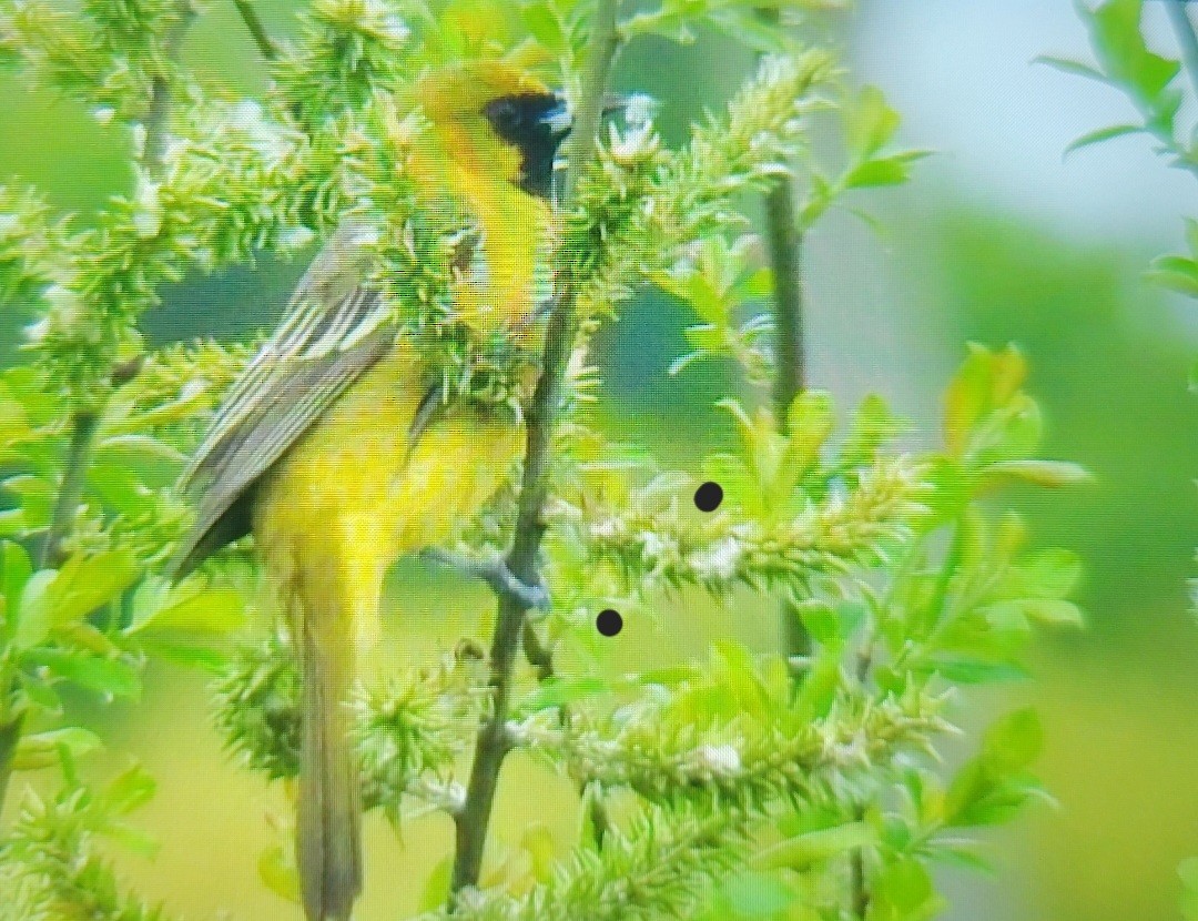 Orchard Oriole - ML618769480