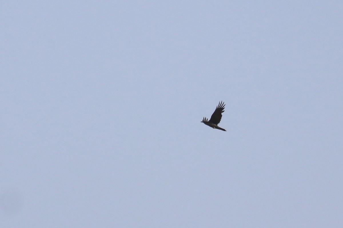Brown-necked Raven - ML618769594