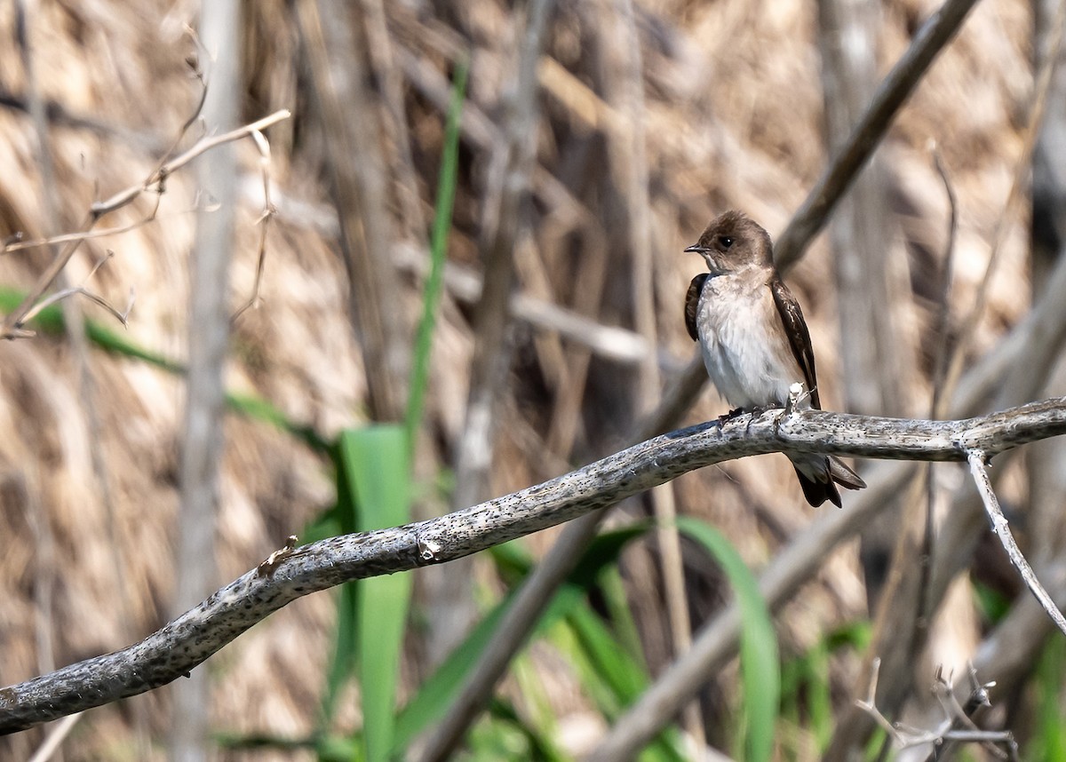 Northern Rough-winged Swallow - Linda Sullivan