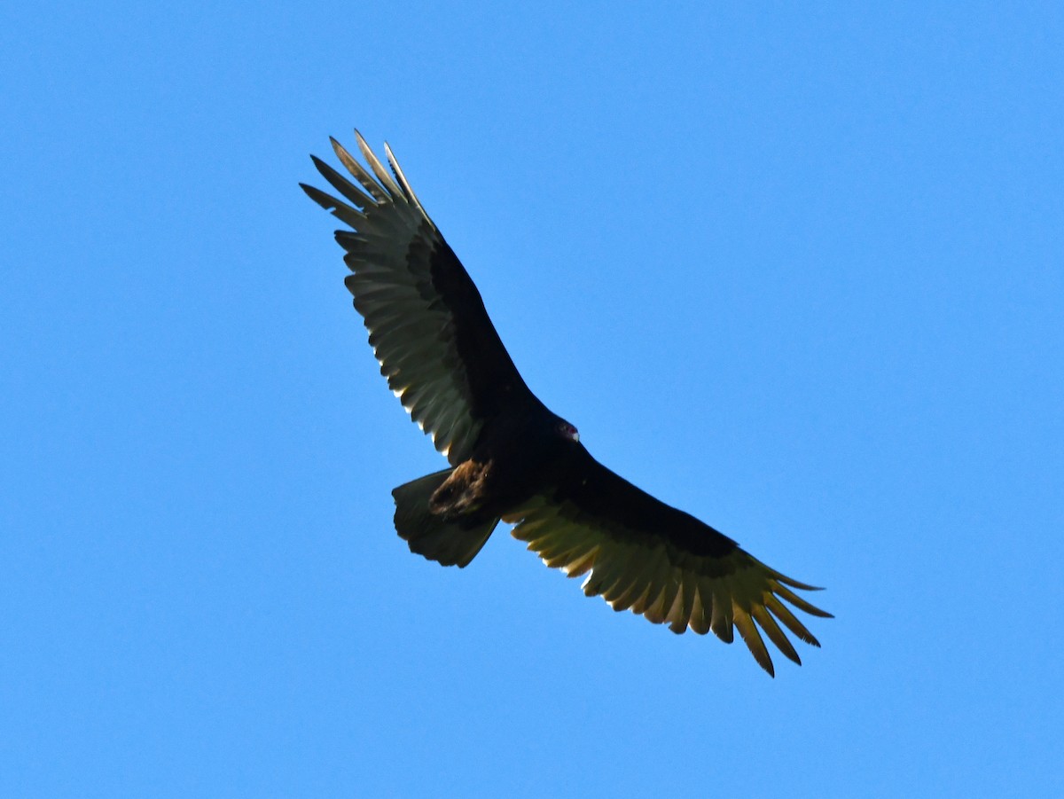 Turkey Vulture - ML618769656