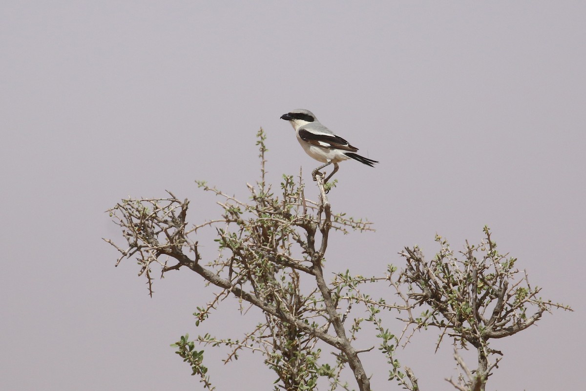 Great Gray Shrike (Arabian) - ML618769686