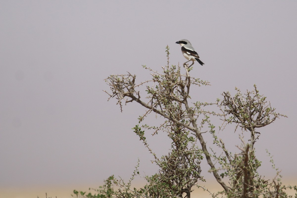Great Gray Shrike (Arabian) - ML618769687