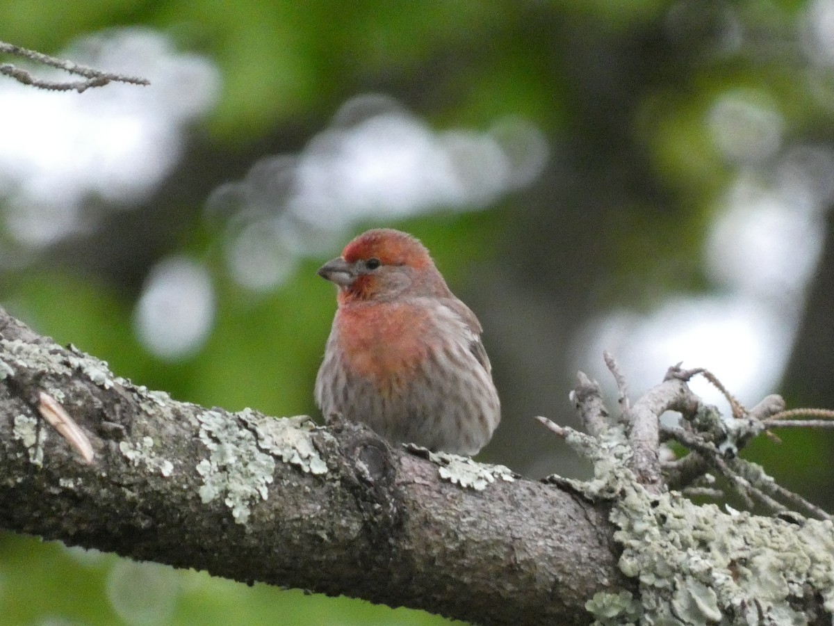 House Finch - William Buswell