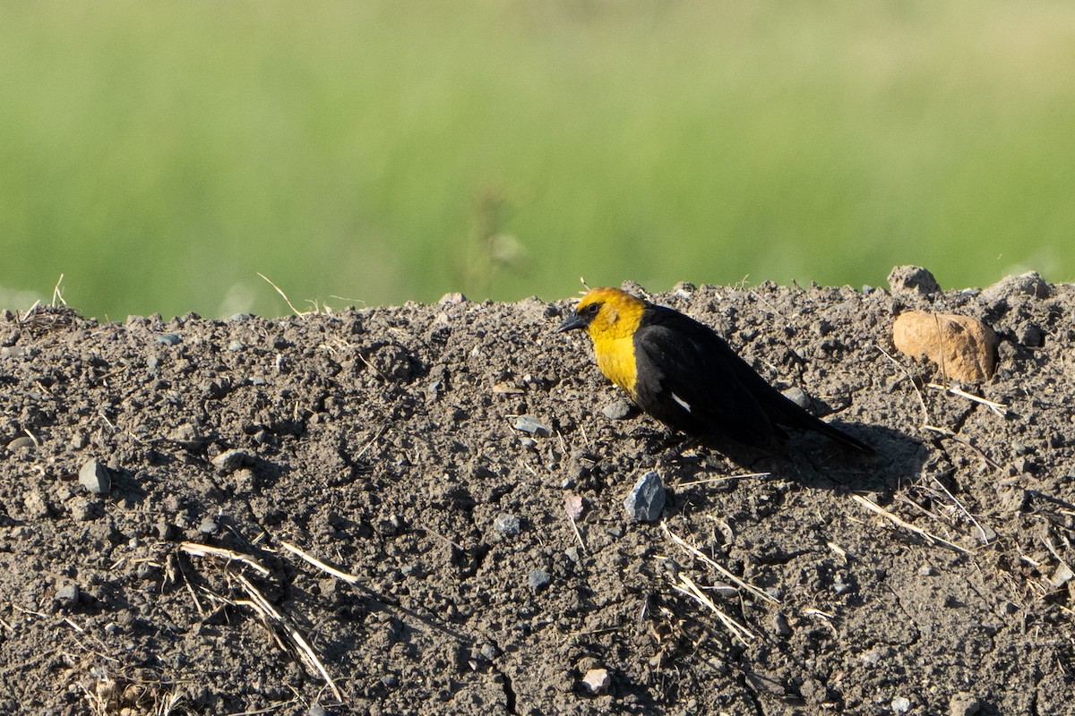 Yellow-headed Blackbird - Marcel Holyoak