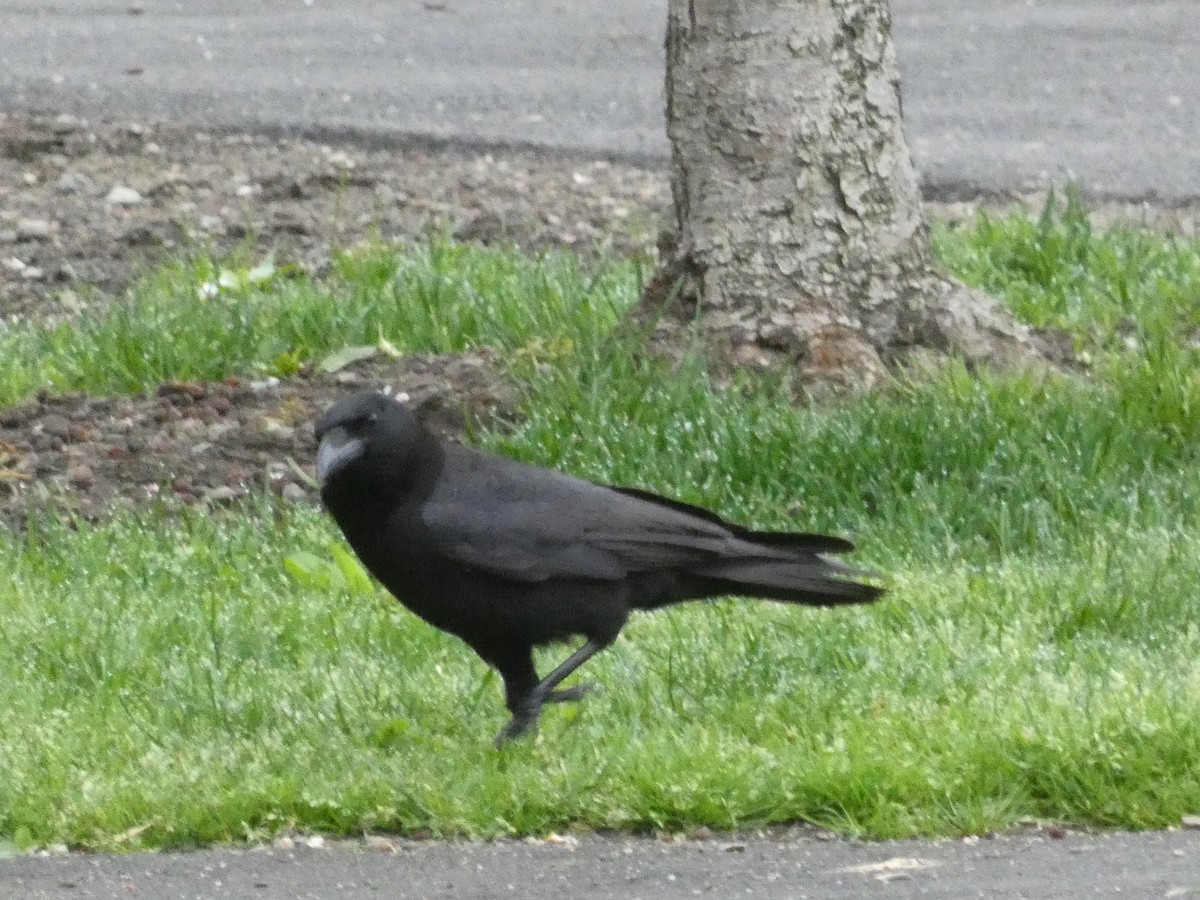 American Crow - William Buswell