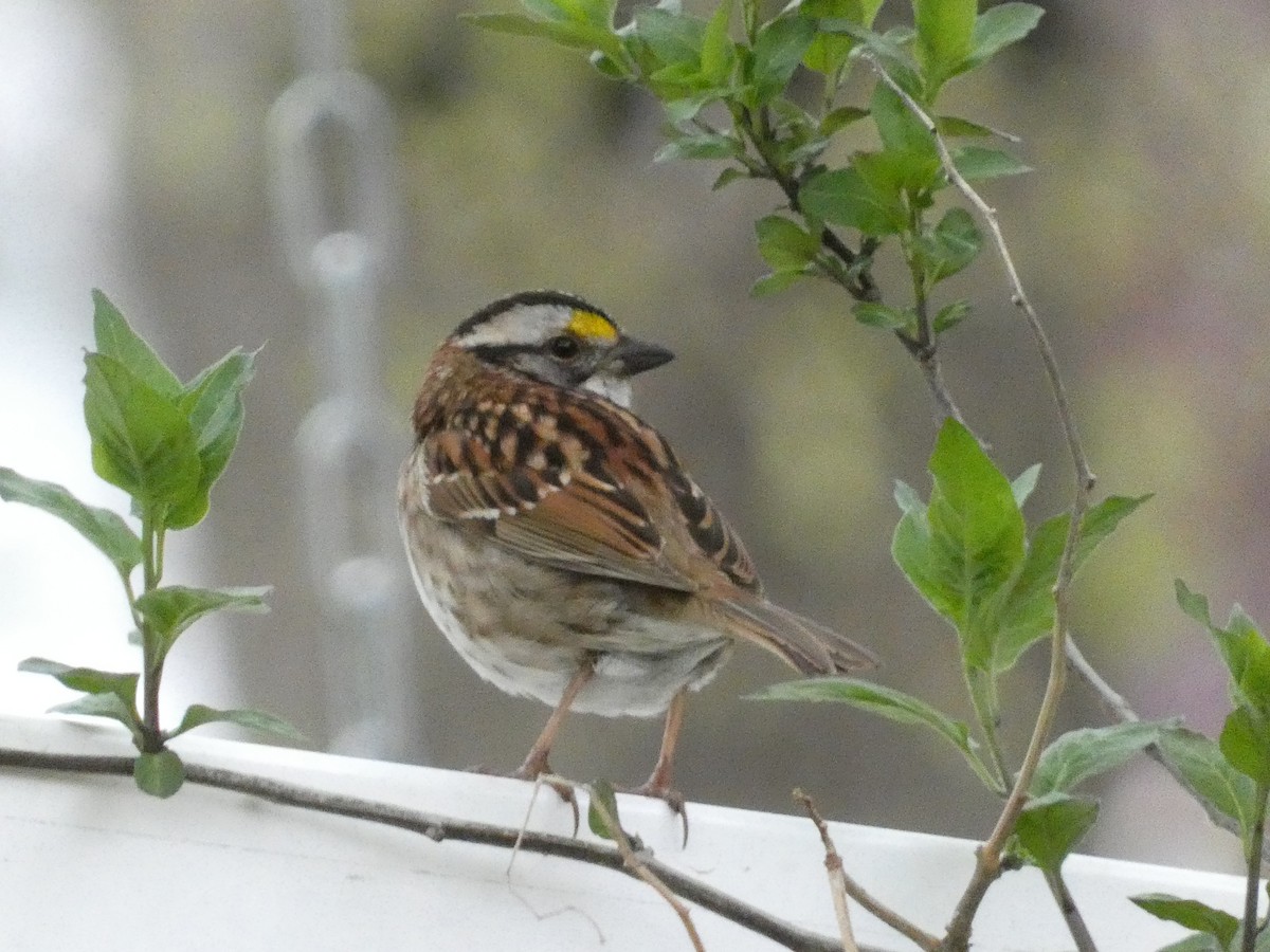 White-throated Sparrow - ML618769761