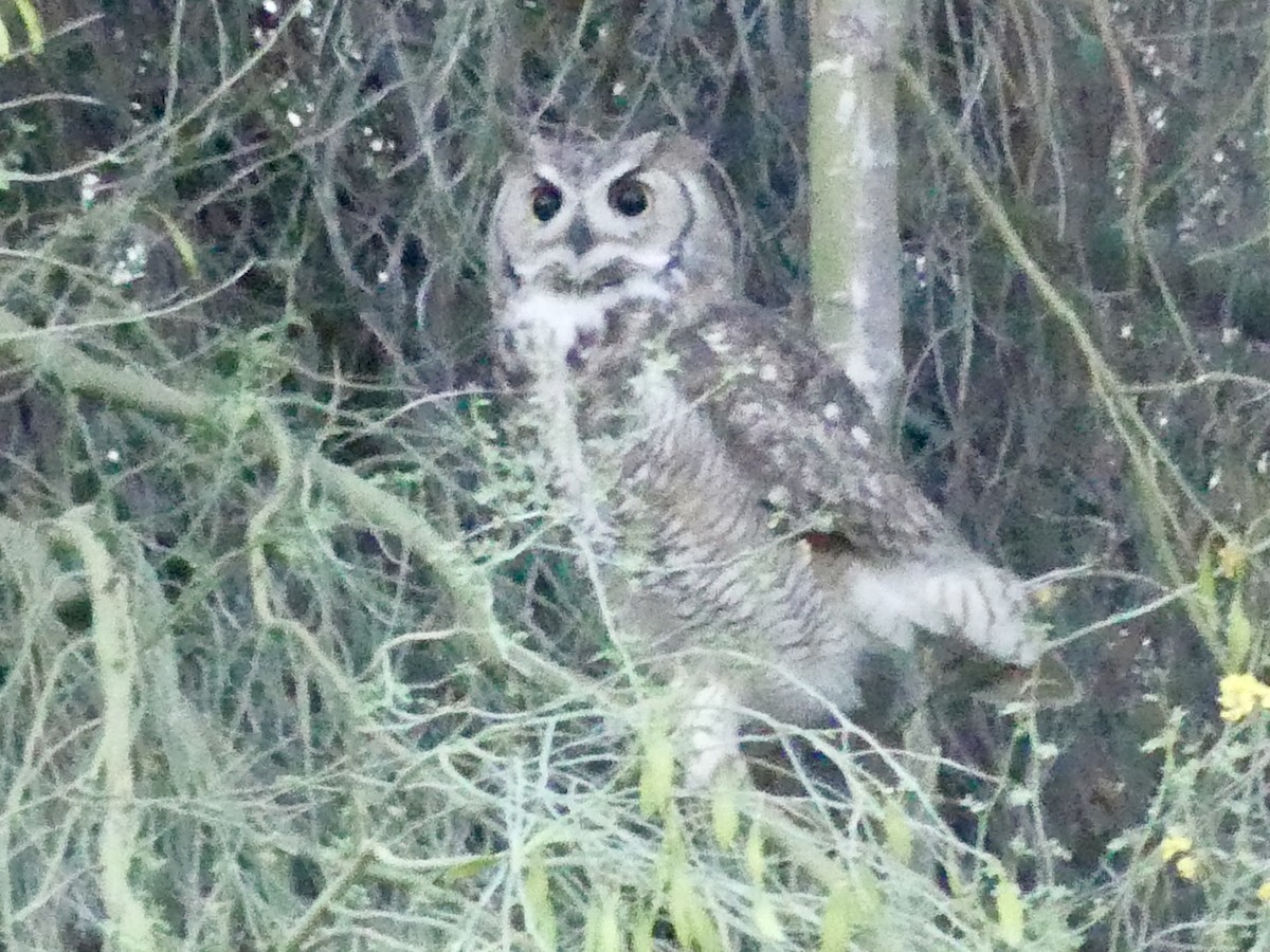 Great Horned Owl - ML618769806