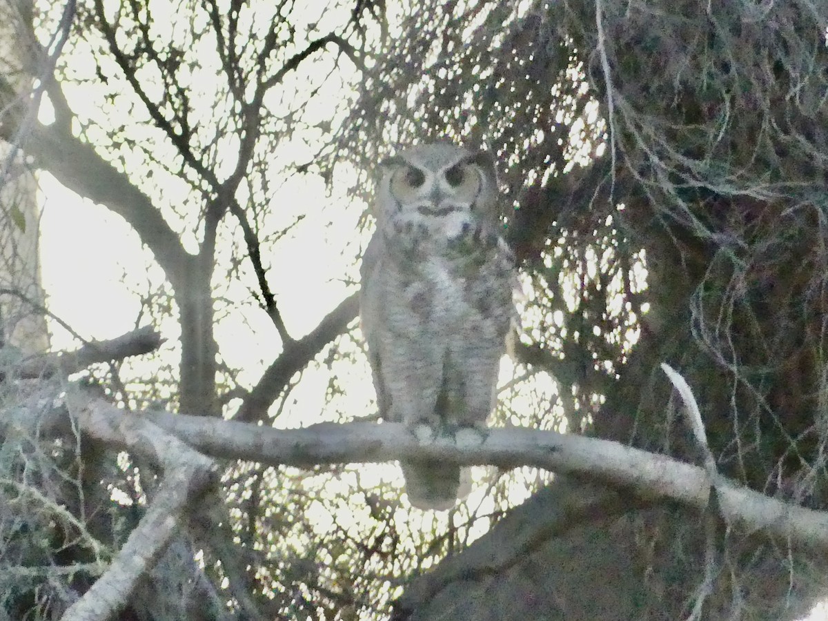 Great Horned Owl - ML618769807