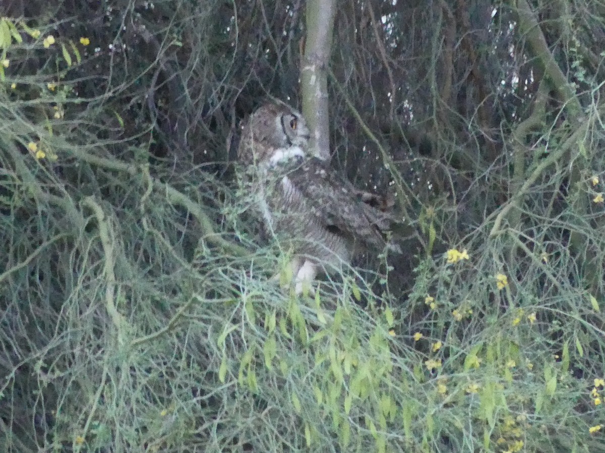 Great Horned Owl - ML618769808