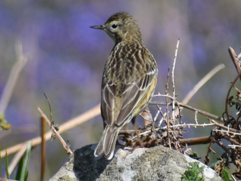 Meadow Pipit - ML618769834