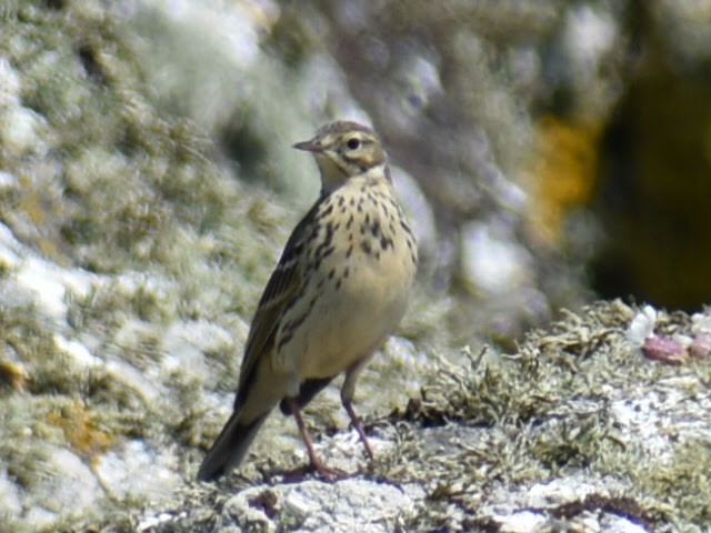 Meadow Pipit - ML618769835