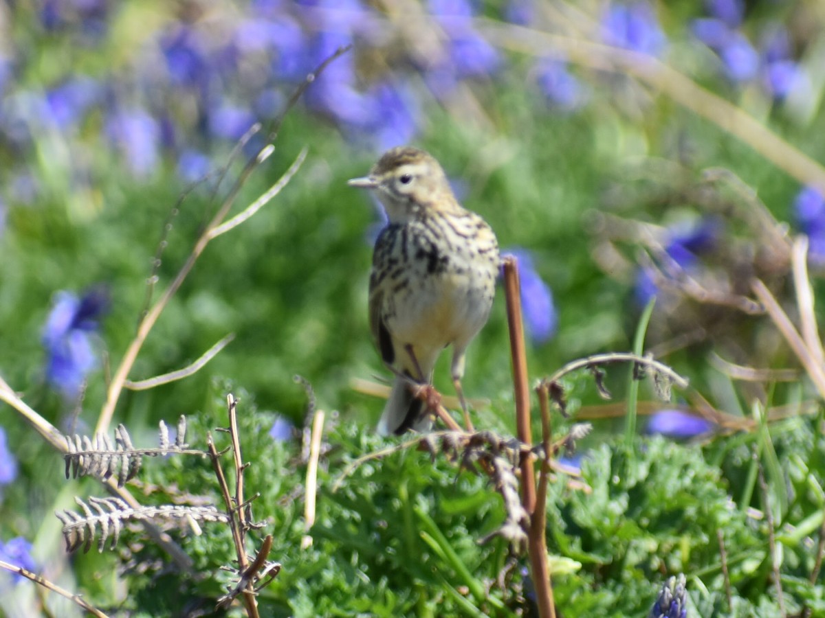 Meadow Pipit - ML618769836
