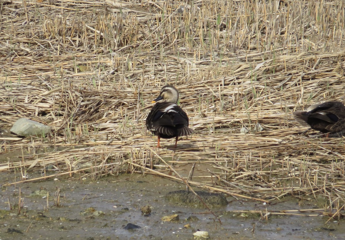 Eastern Spot-billed Duck - Lorenzo Kleine