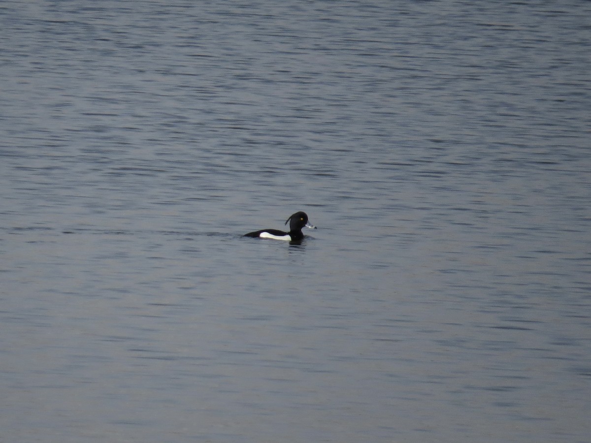 Tufted Duck - ML618769839