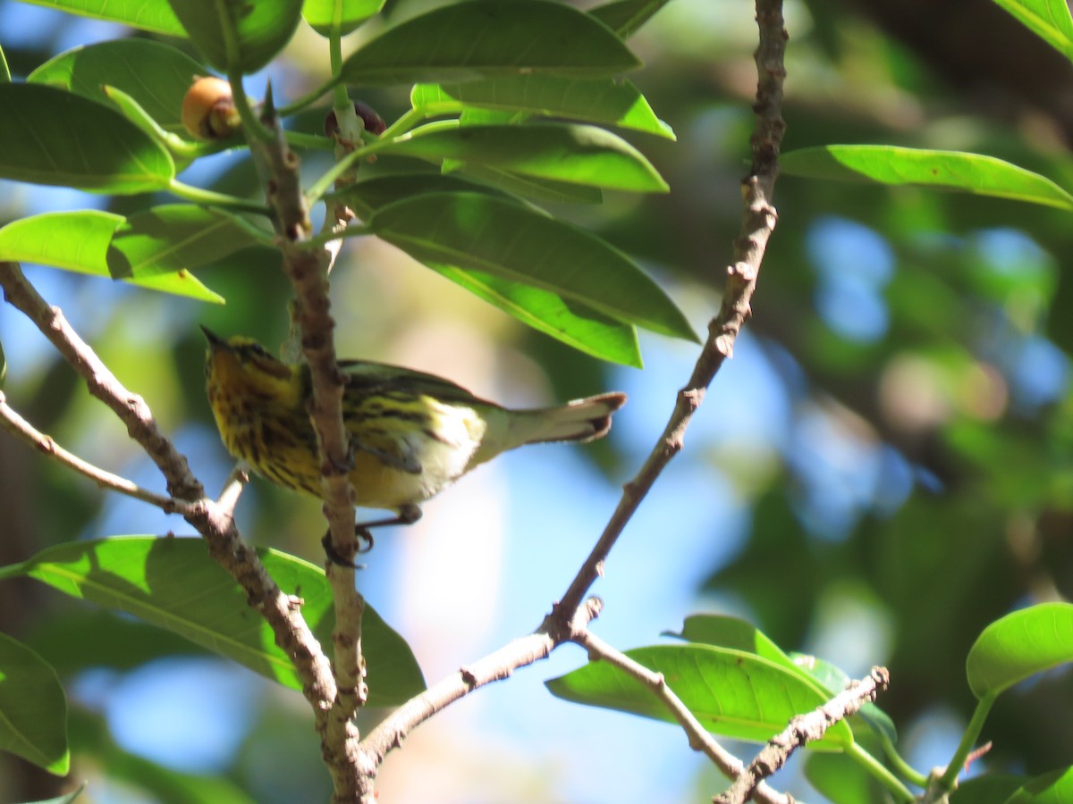 Cape May Warbler - ML618769842