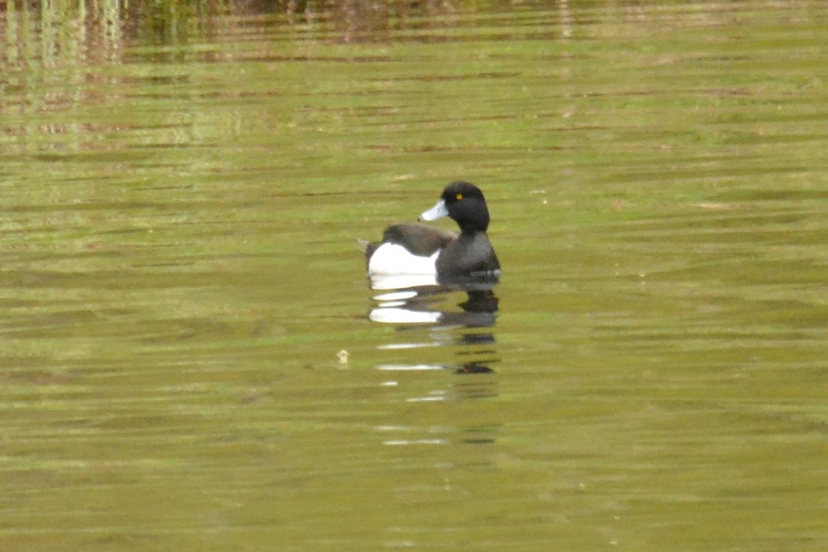 Tufted Duck - ML618769843