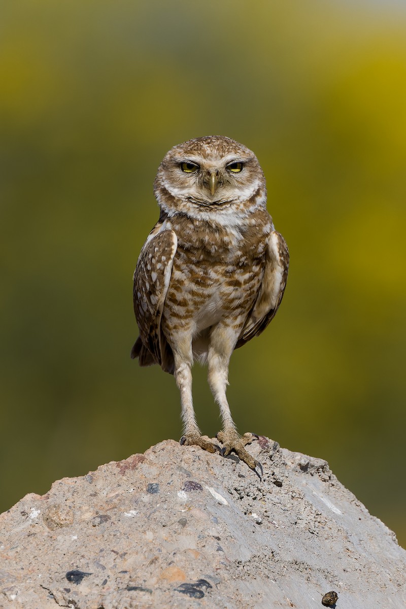 Burrowing Owl - ML618769852