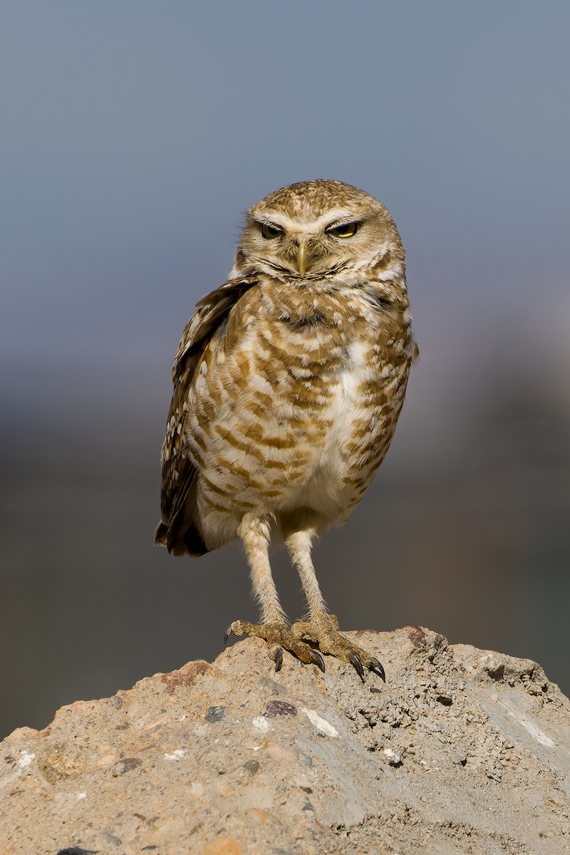 Burrowing Owl - ML618769853