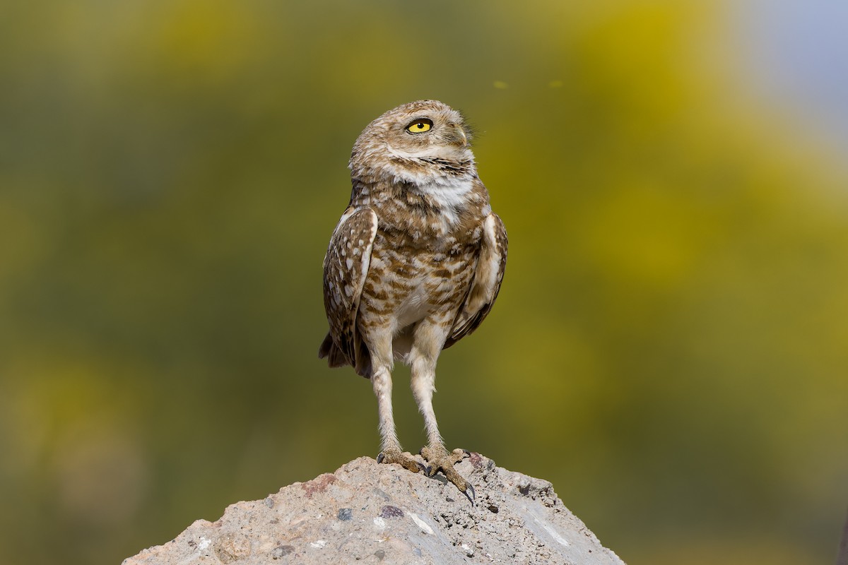 Burrowing Owl - ML618769854