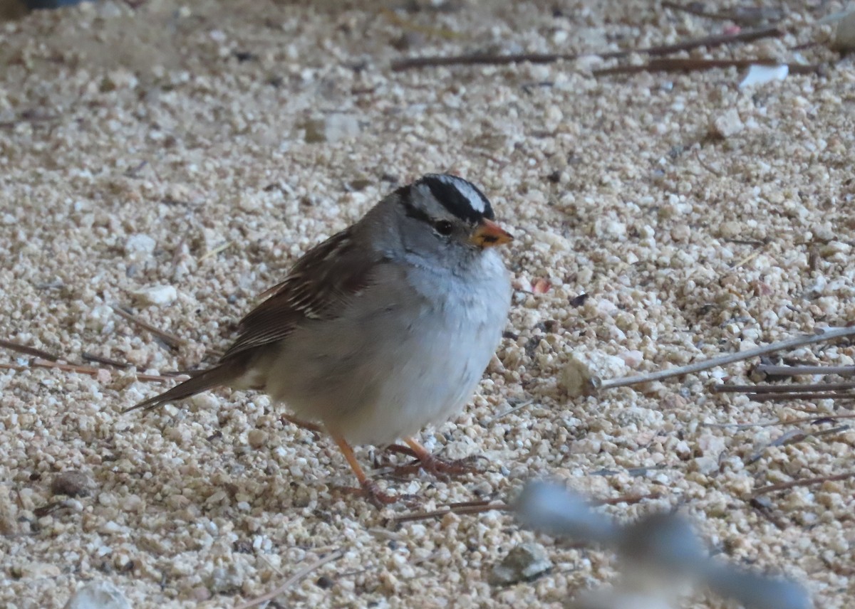 White-crowned Sparrow - ML618769867
