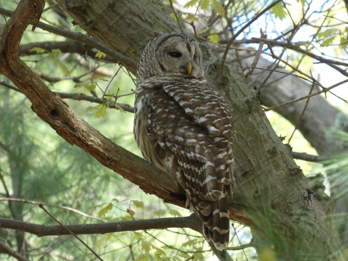 Barred Owl - ML618769922