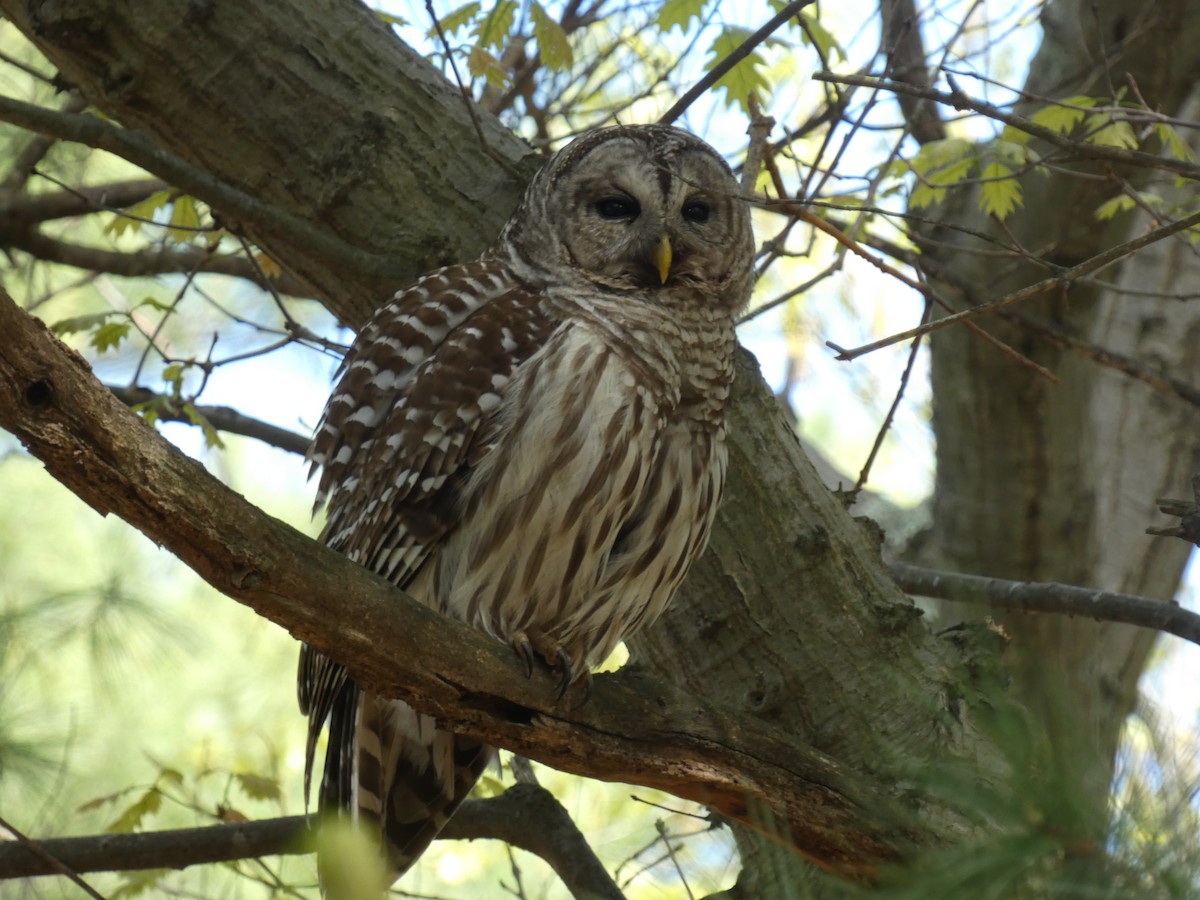 Barred Owl - ML618769924