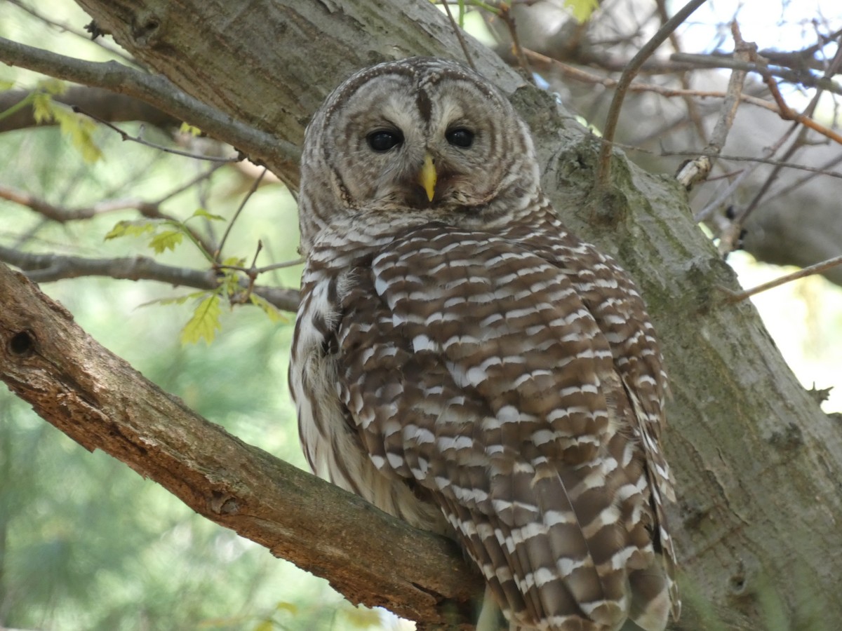 Barred Owl - ML618769925