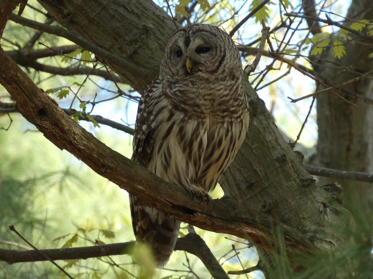 Barred Owl - ML618769926