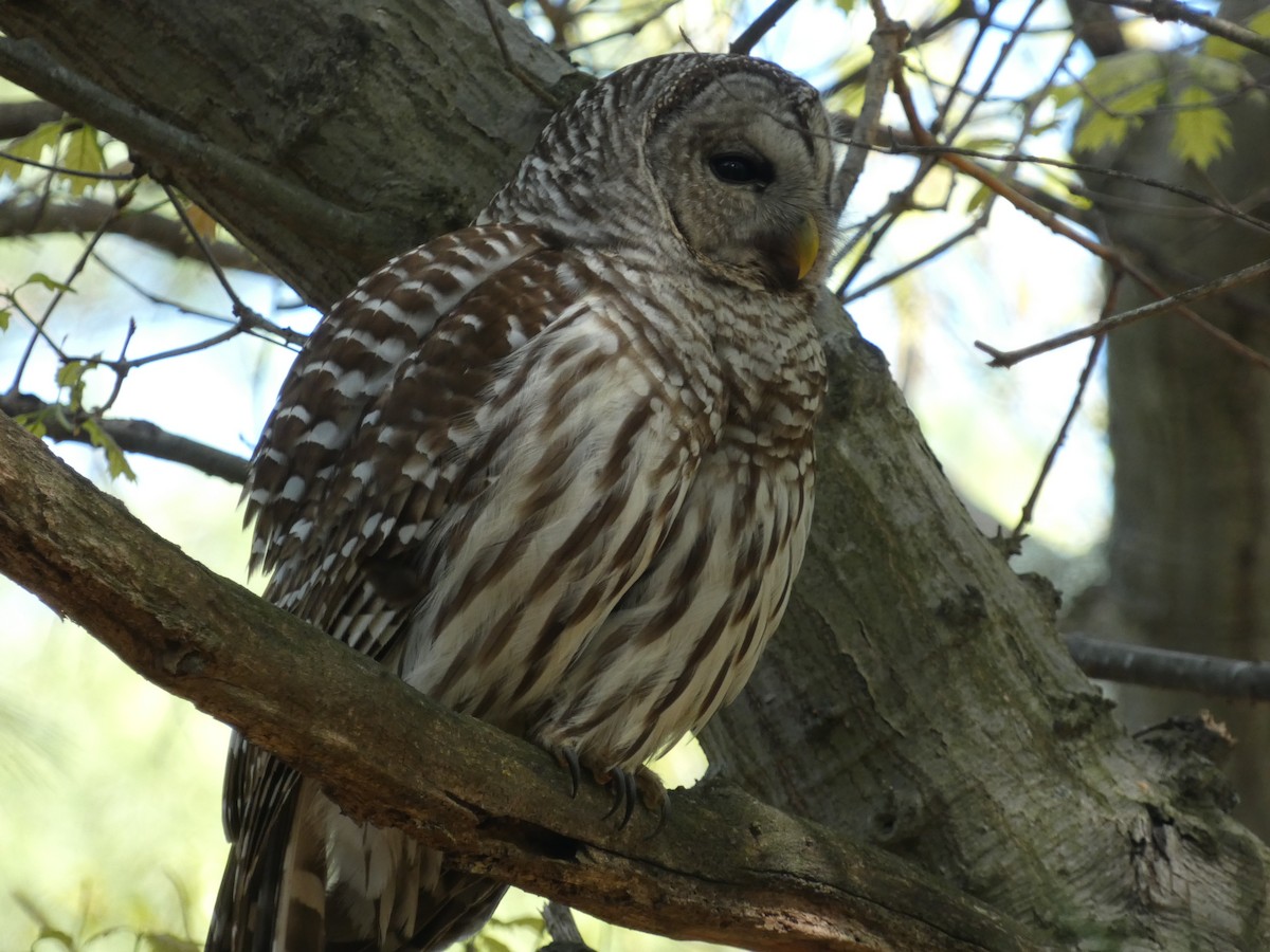 Barred Owl - ML618769927