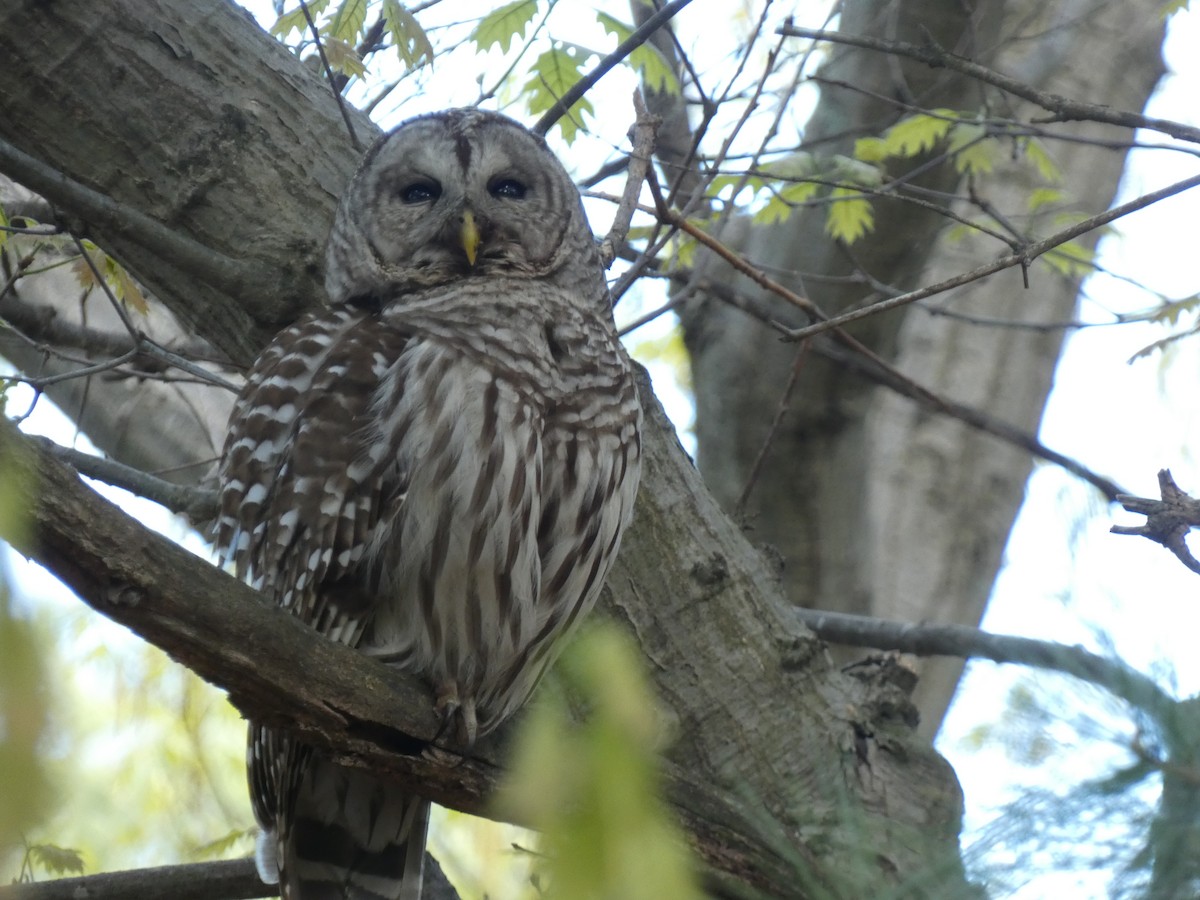 Barred Owl - ML618769928