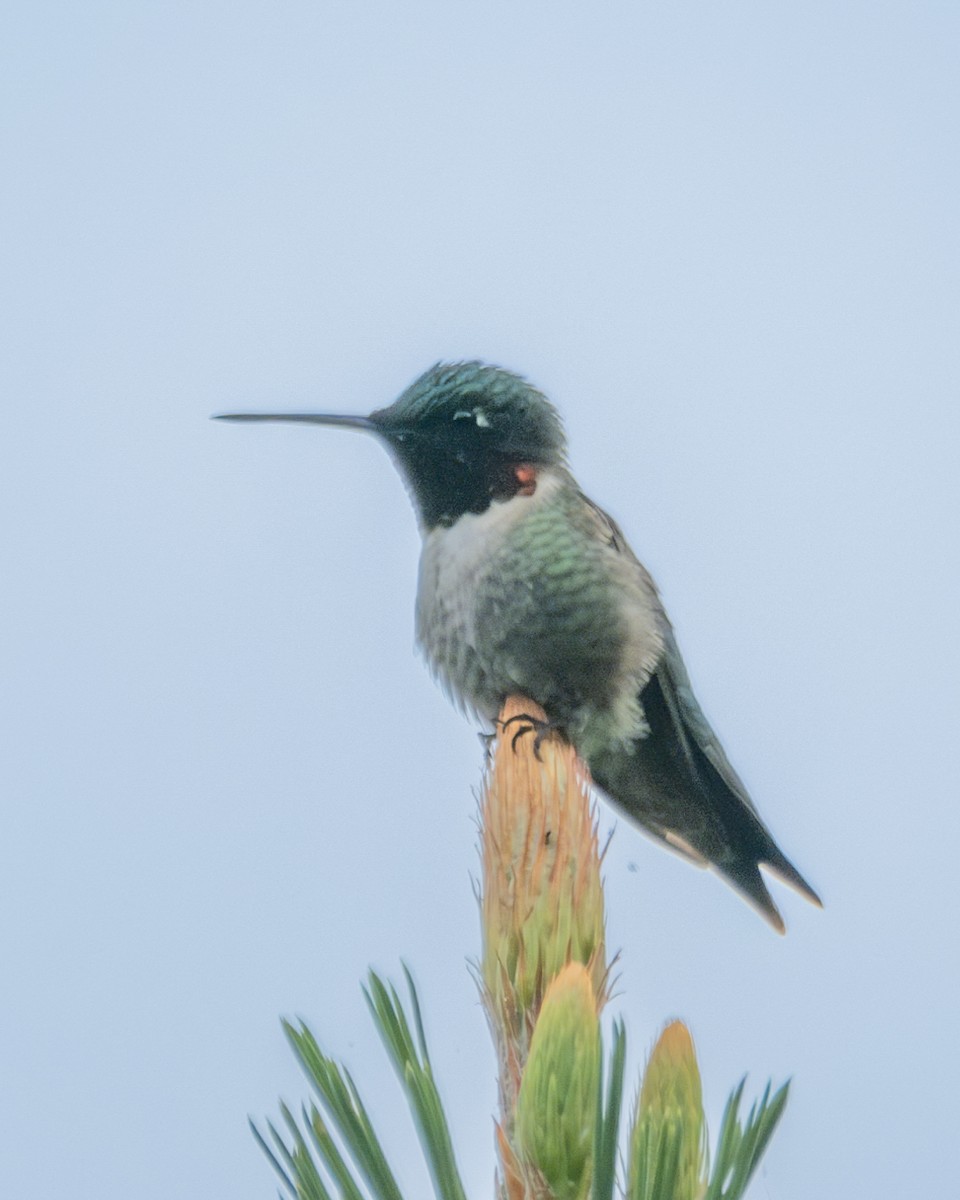 Ruby-throated Hummingbird - ML618769966