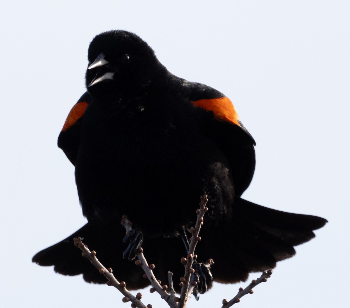 Red-winged Blackbird - ML618769970