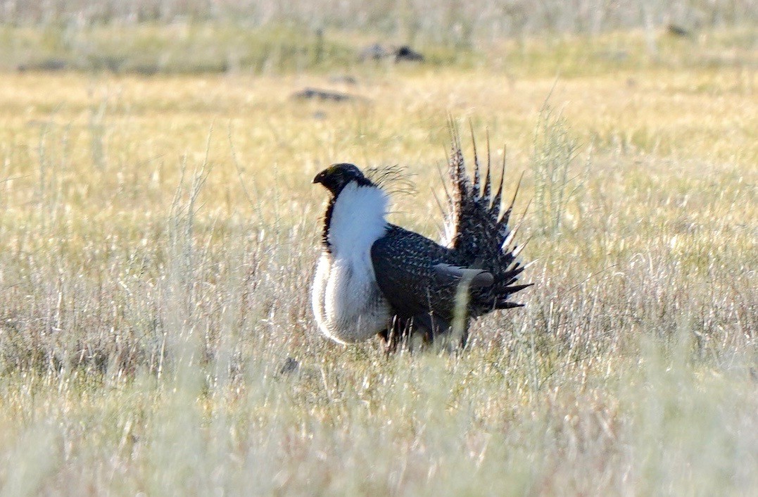 Greater Sage-Grouse - ML618770035