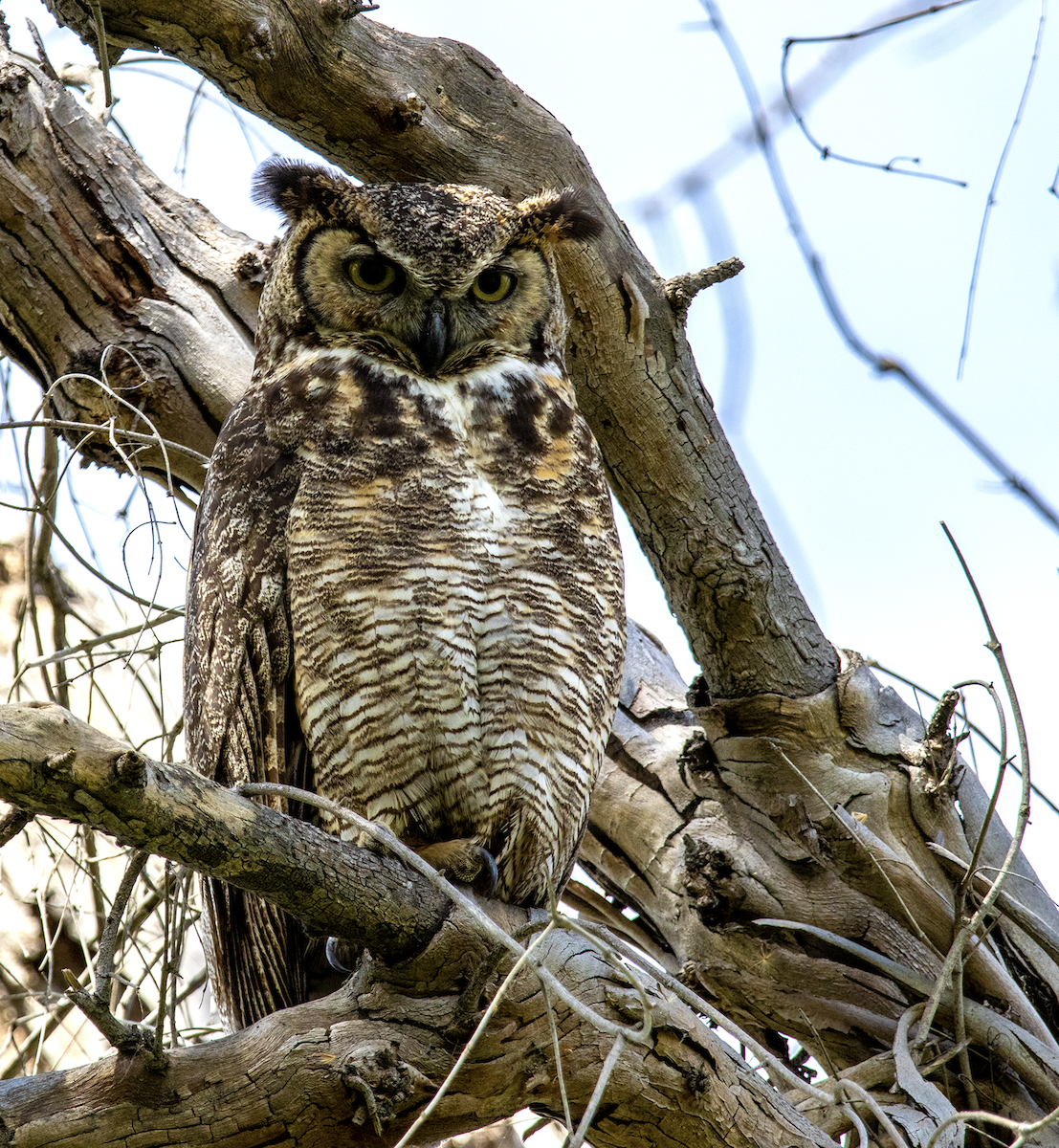 Great Horned Owl - ML618770042