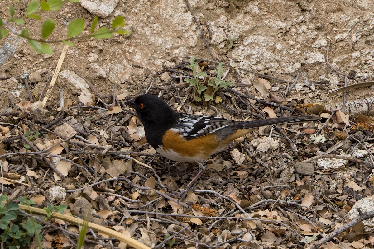 Spotted Towhee - ML618770049