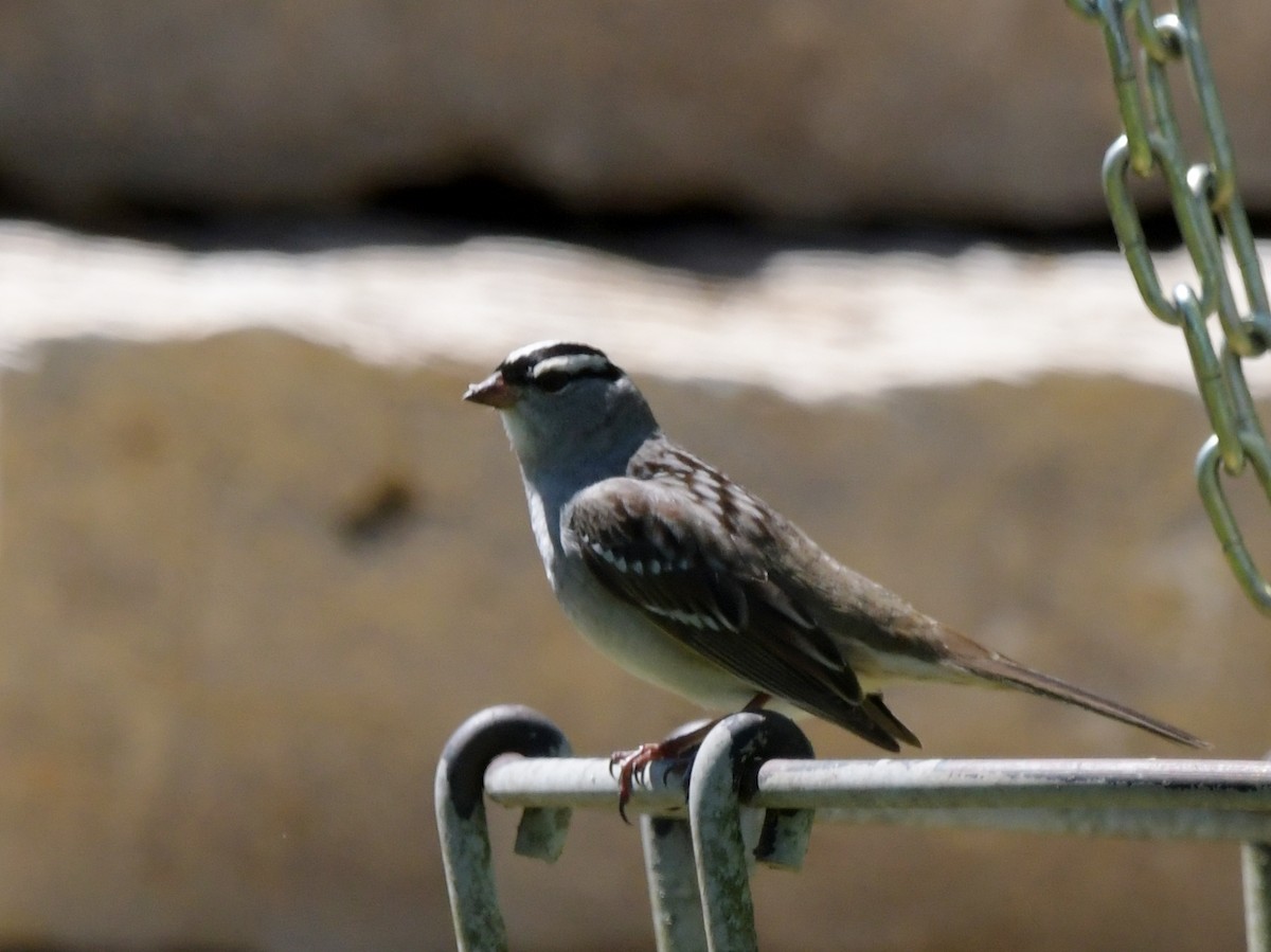 White-crowned Sparrow - ML618770075