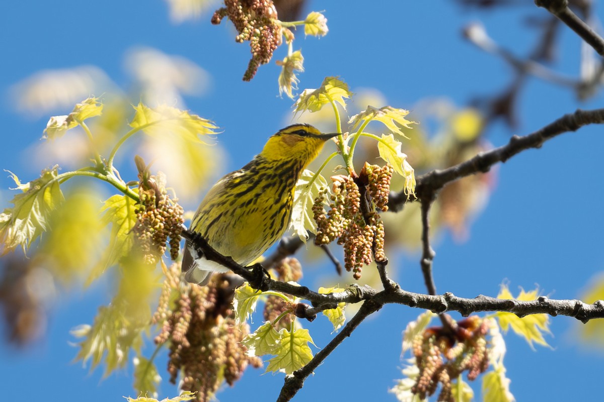 Cape May Warbler - ML618770079
