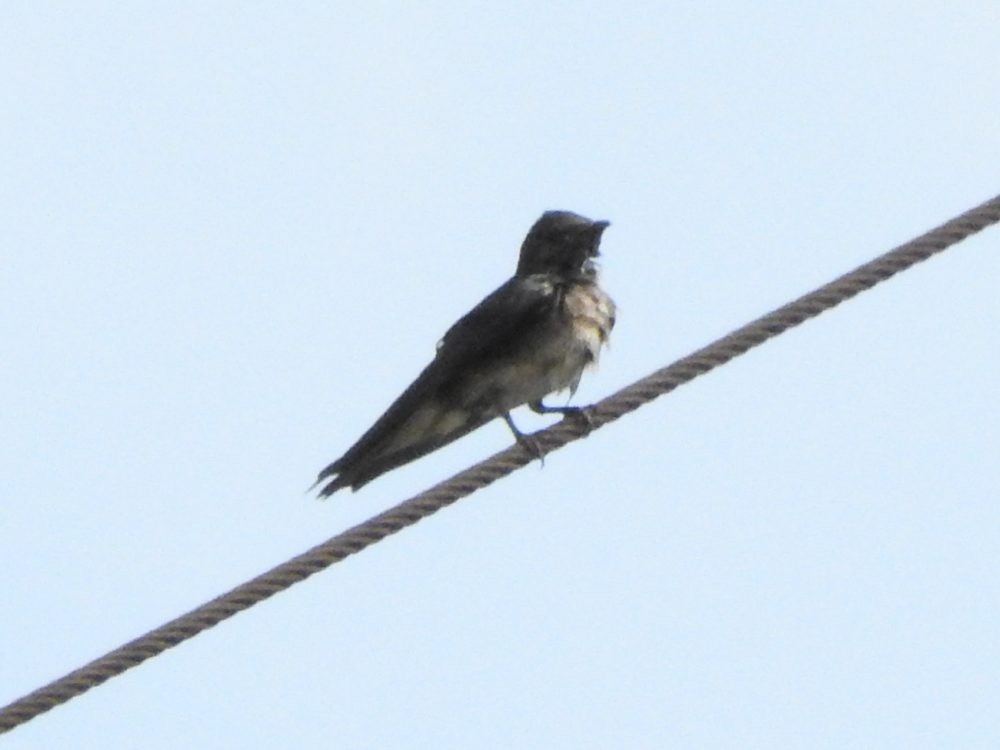 Brown-chested Martin - ML618770092