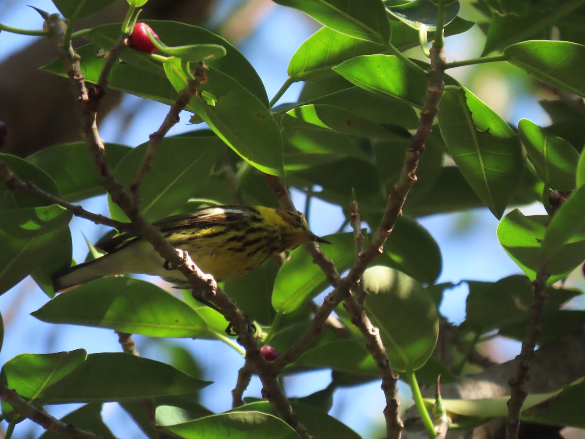 Cape May Warbler - ML618770106