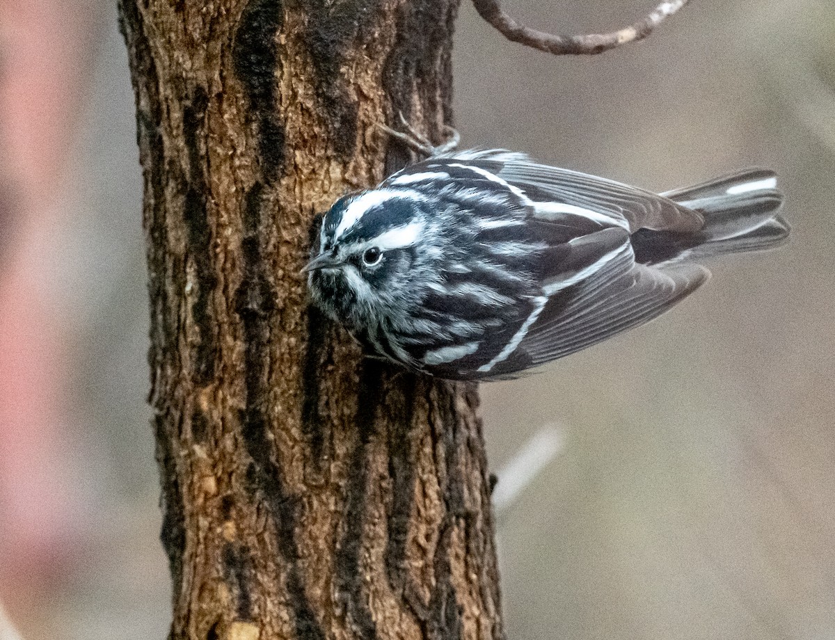 Black-and-white Warbler - ML618770120