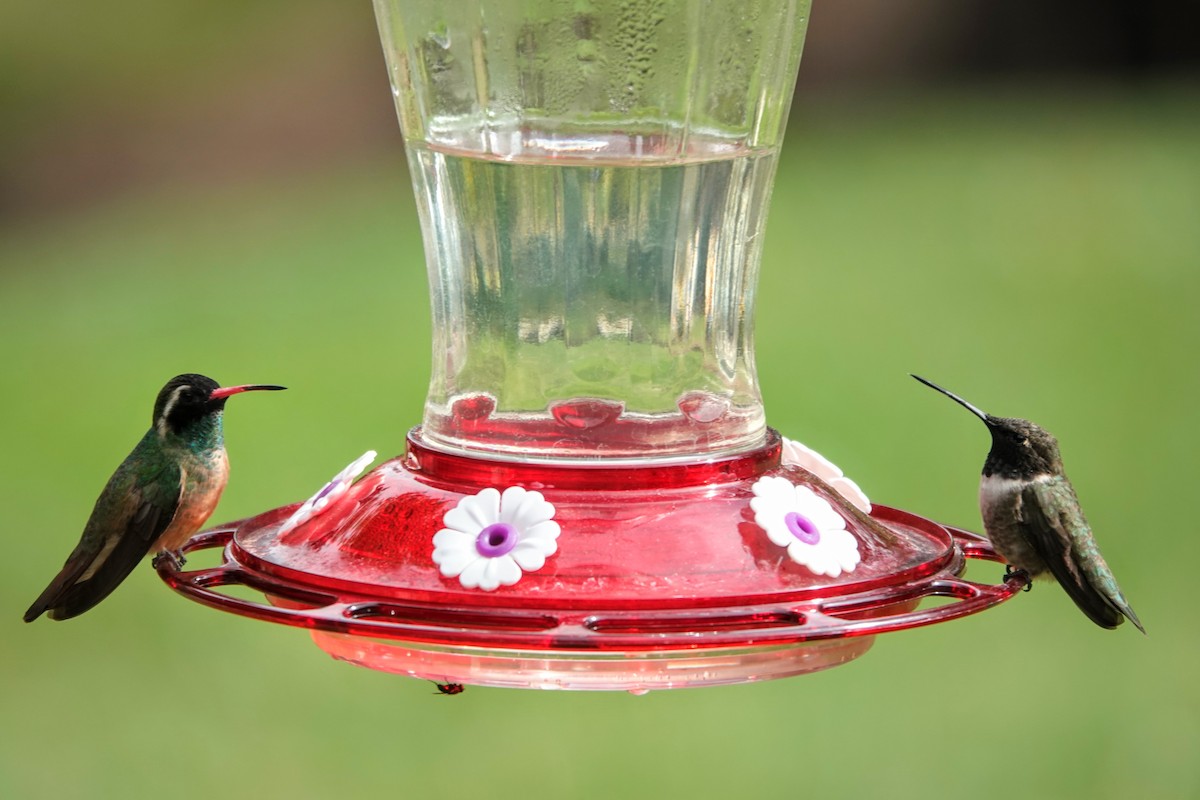 Black-chinned Hummingbird - ML618770131