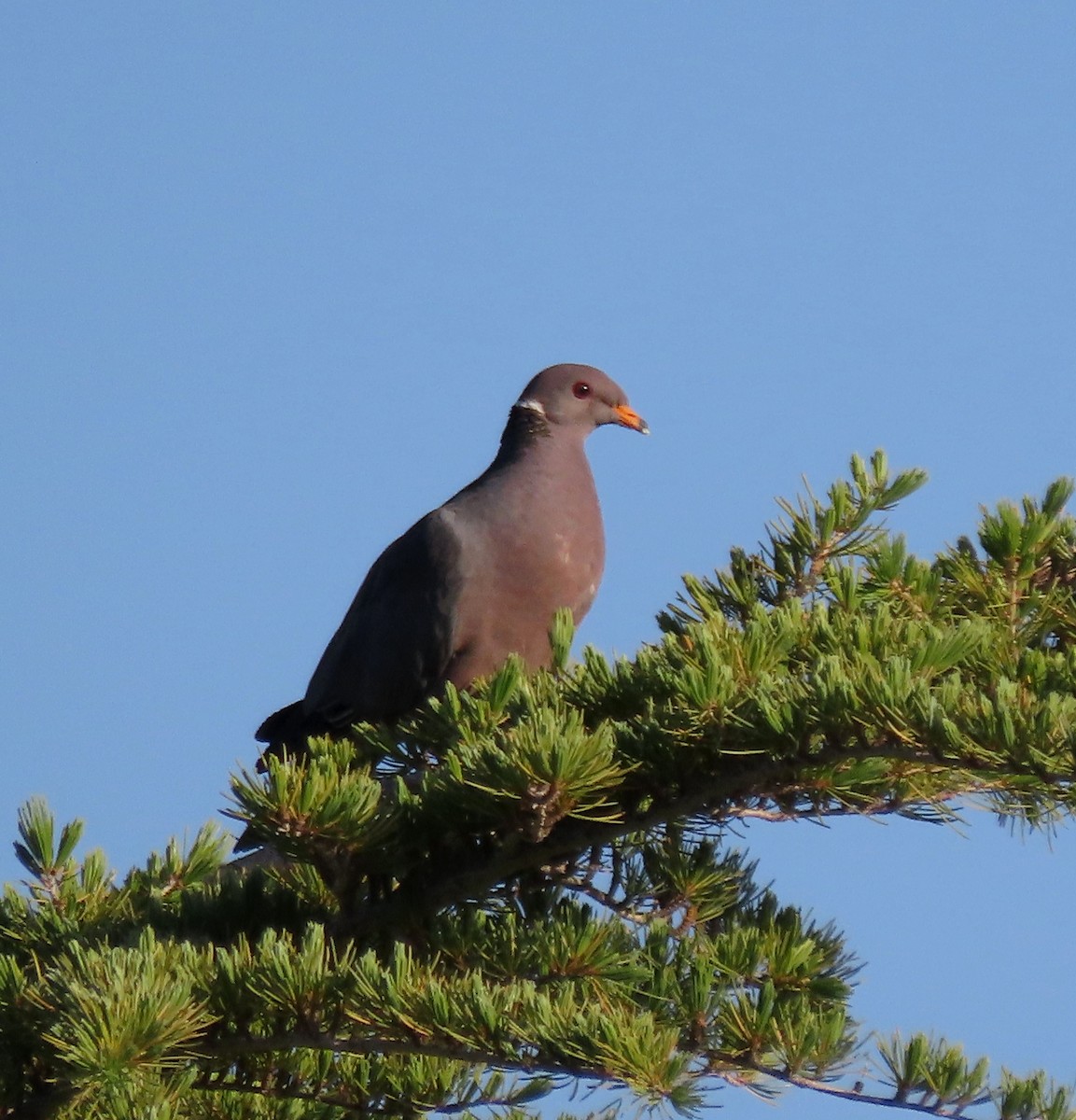 Band-tailed Pigeon - ML618770149