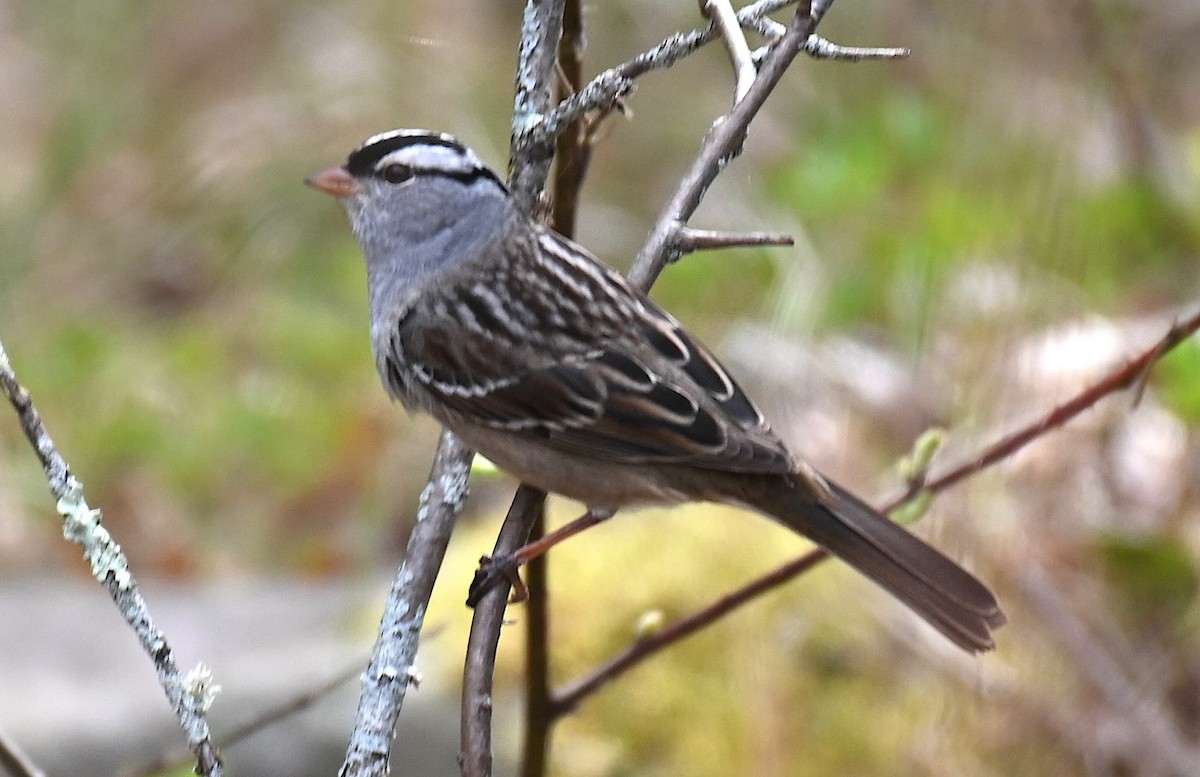 White-crowned Sparrow - ML618770169