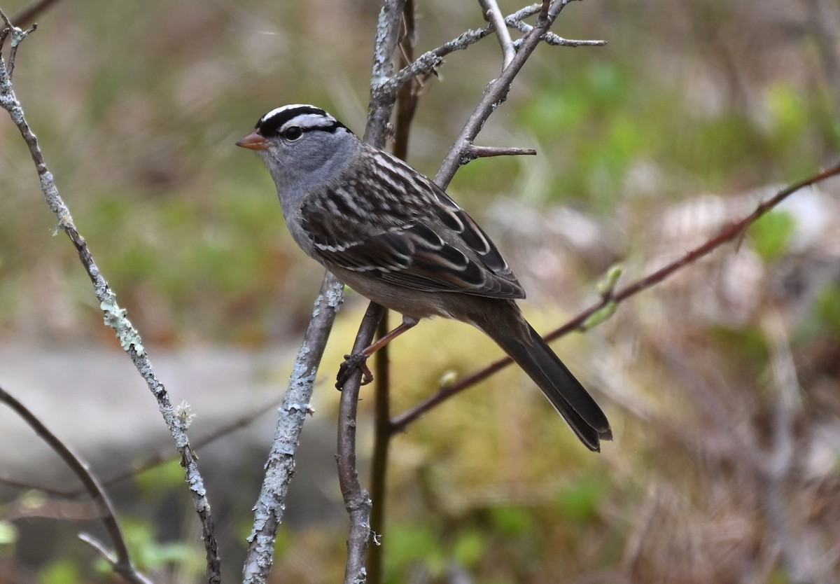White-crowned Sparrow - ML618770170