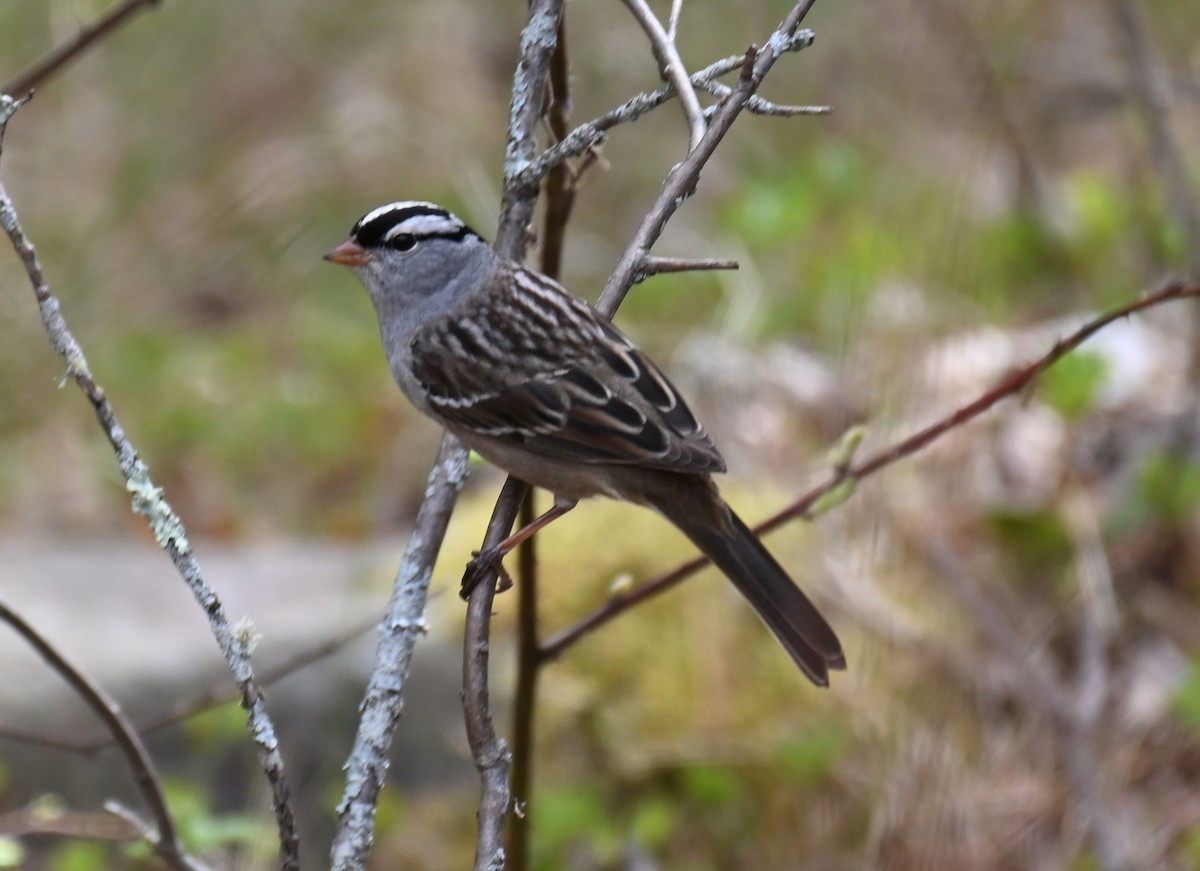 White-crowned Sparrow - ML618770171