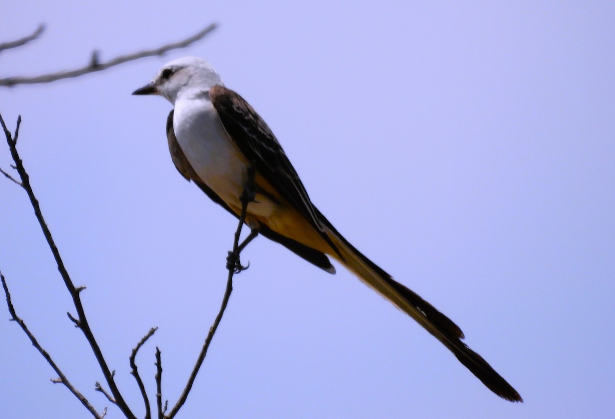 Scissor-tailed Flycatcher - ML618770188