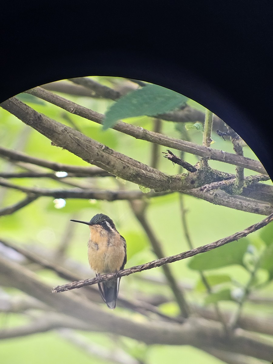 kolibřík fialovohrdlý - ML618770193