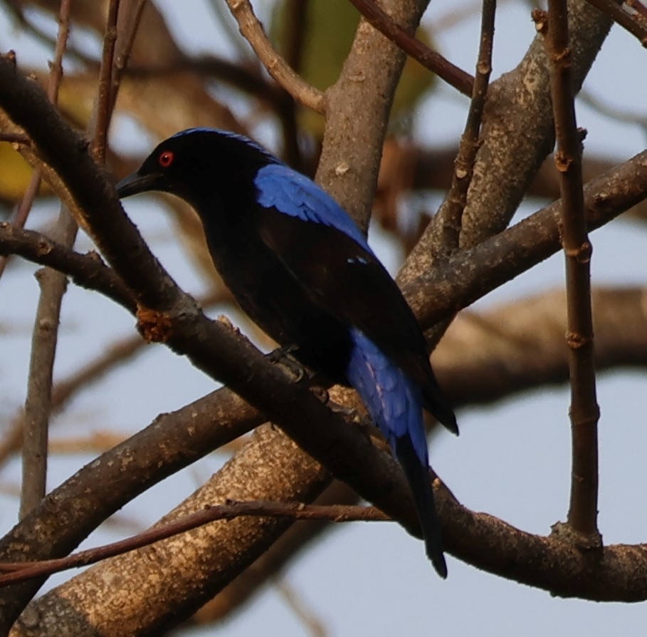 Asian Fairy-bluebird - Ayan Kanti Chakraborty